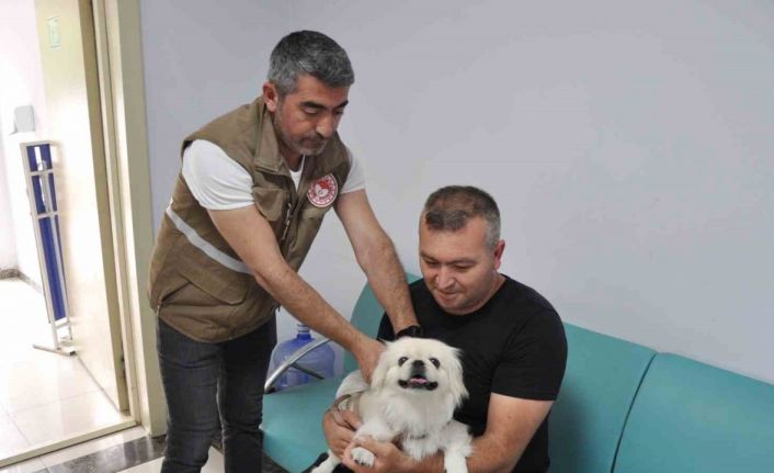 Salihli’de bin kedi ve köpeğe mikroçip takıldı