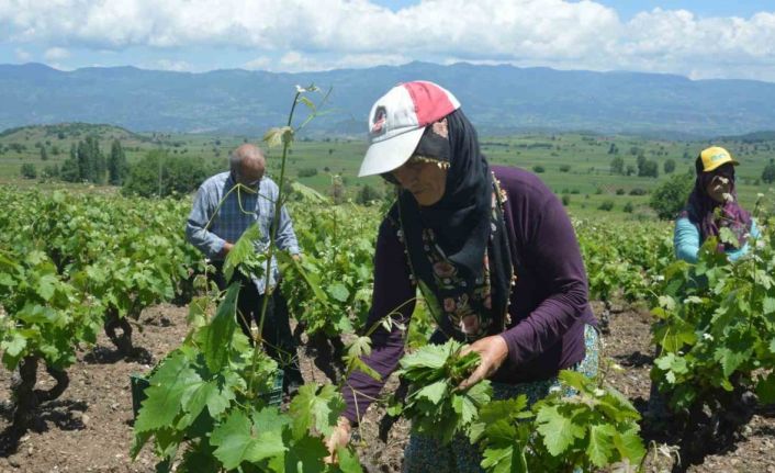 Tokat’ta bağ yaprağı hasadı başladı