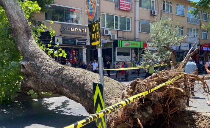 Üsküdar’da asırlık çınar ağacının caddeye devrilmesi kameraya yansıdı