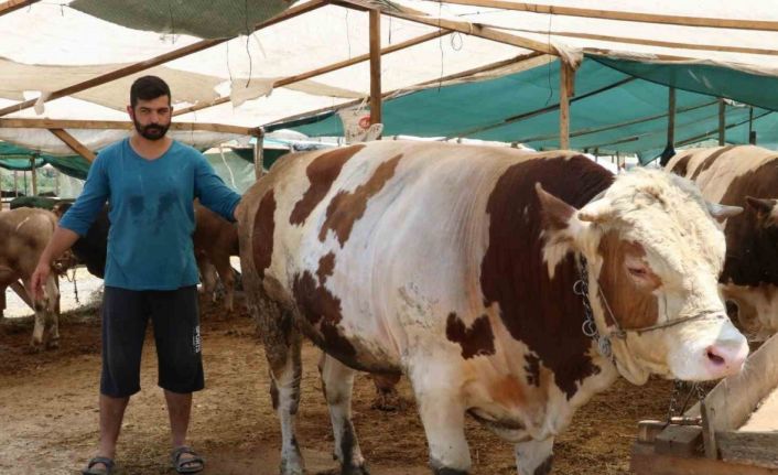 Yalova Kurban Pazarı’nın ‘Şampiyon’ları alıcılarını bekliyor