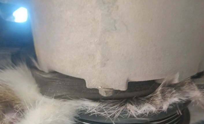 Yalova’da otomobilin klima kayışına sıkışan kedi kurtarıldı