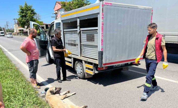 Yaralı köpek için seferber oldular