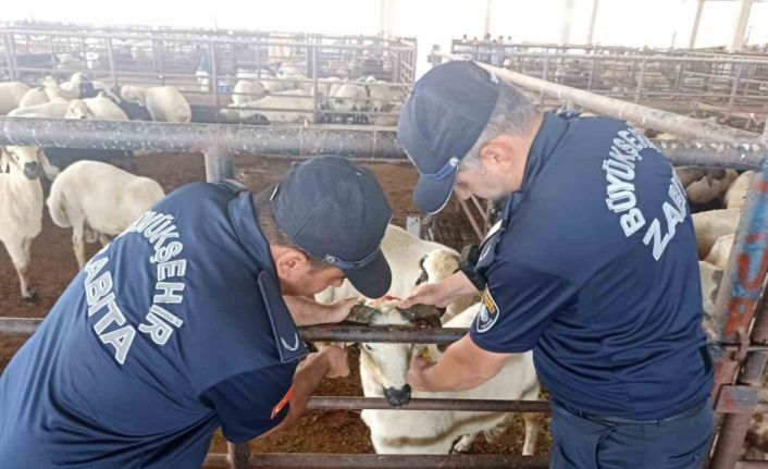 Zabıta ekipleri kurban bayramı öncesi denetimlere aralıksız devam ediyor