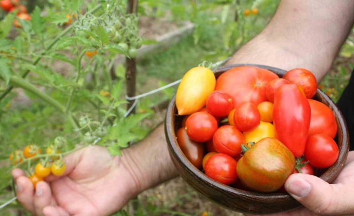 151 yıllık ata tohumları ile 82 çeşit domates üretiyorlar