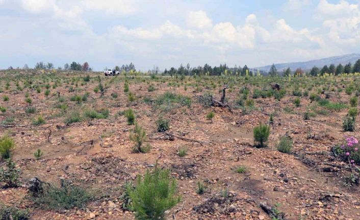 2021 yılında yanan yangın sahaları yeşil dokuya kavuşuyor