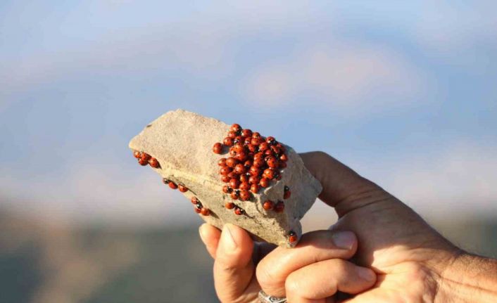 2 bin 260 rakımda uğur böceklerinin görsel şöleni başladı