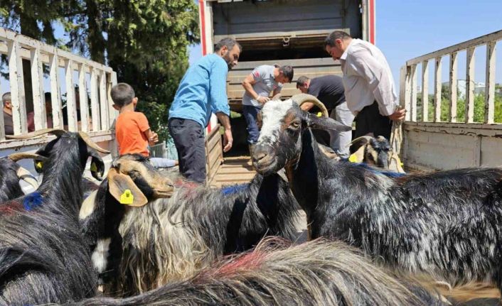 Adıyaman’daki depremzedelere 124 keçi dağıtıldı