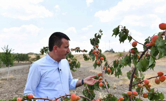 Altındağ’ın meyve ormanlarında hasat vakti