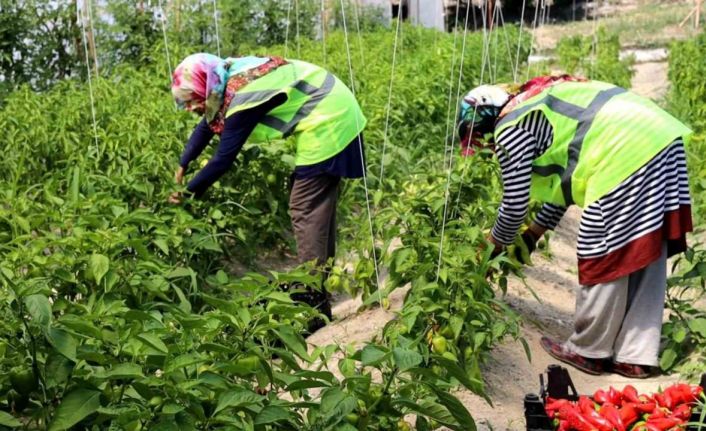 Belediye seralarında yetiştirilen sebze ve meyveler satışa sunulacak