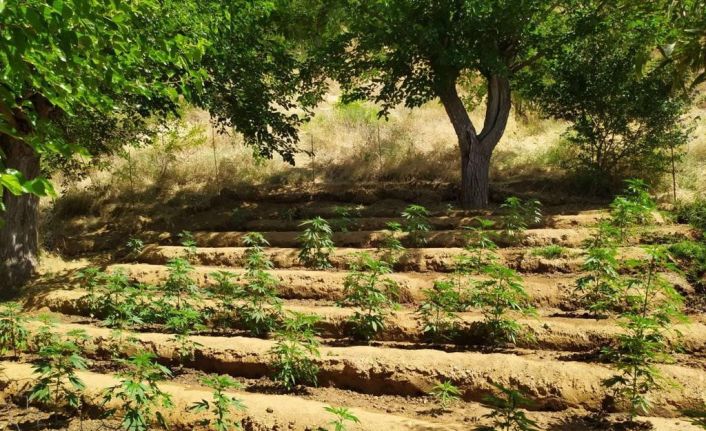 Bingöl’de 4 bin kök kenevir bitkisi ele geçirildi