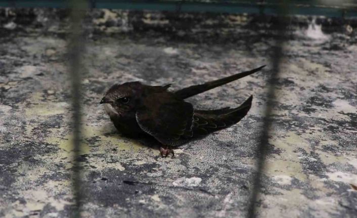 Bitkin düşen yavru ebabil kuşu tedavi altına alındı