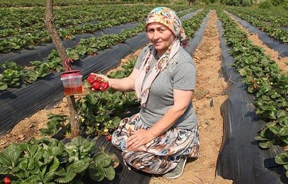 Çanakkale’de sirke sineği zararlısıyla tuzakla mücadele