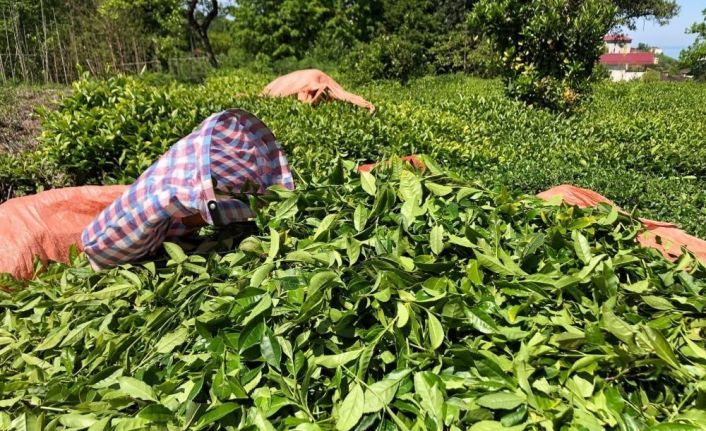 Çay üreticileri artık ÇAYKUR’a ait fabrikalara da çay satabilecek