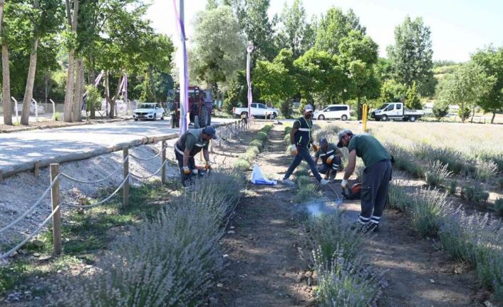 Çorum Belediyesi lavanta bahçesinde ilk hasat gerçekleştirdi