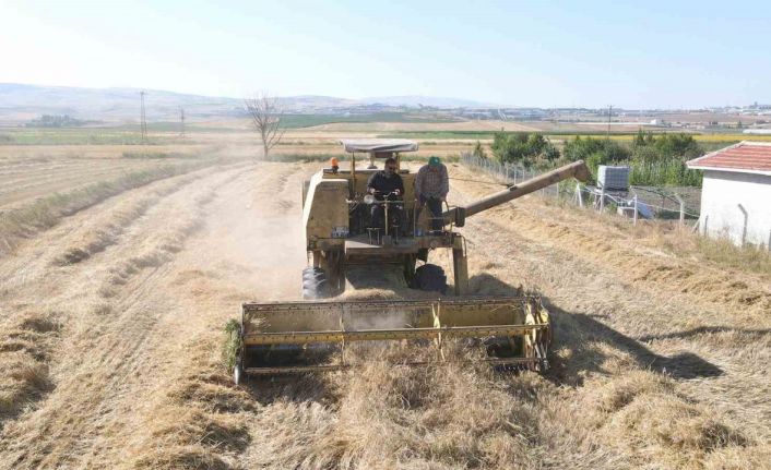 Çorum’da çiftçilere ata tohumu dağıtılacak