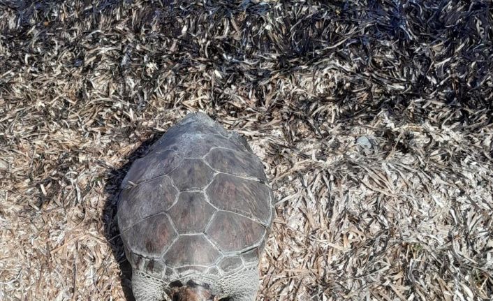 Datça’da deniz kaplumbağası sahile vurdu