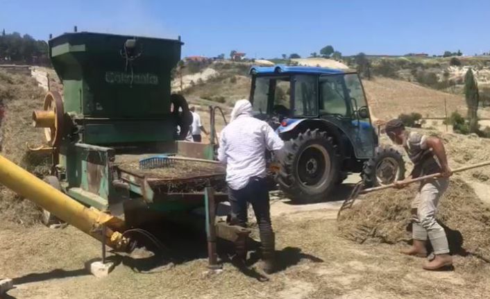 Denizli kekiğinde hasat sürüyor