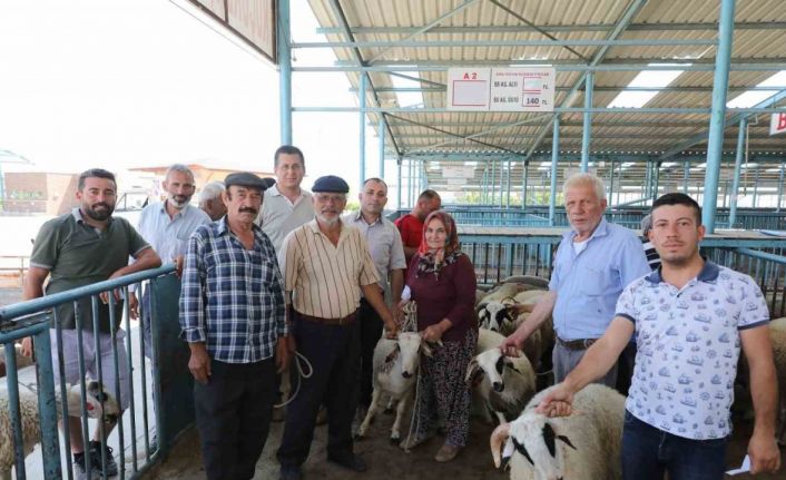 Denizli’de damızlık koç ve teke dağıtımı sürüyor