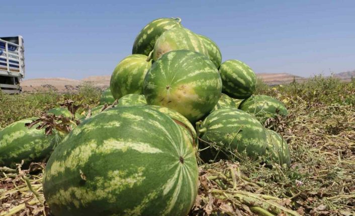 Diyarbakır’da karpuz hasadı başladı