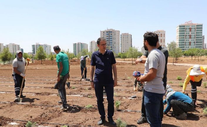 Diyarbakır’da tıbbi aromatik bitkiler bahçesi kuruluyor