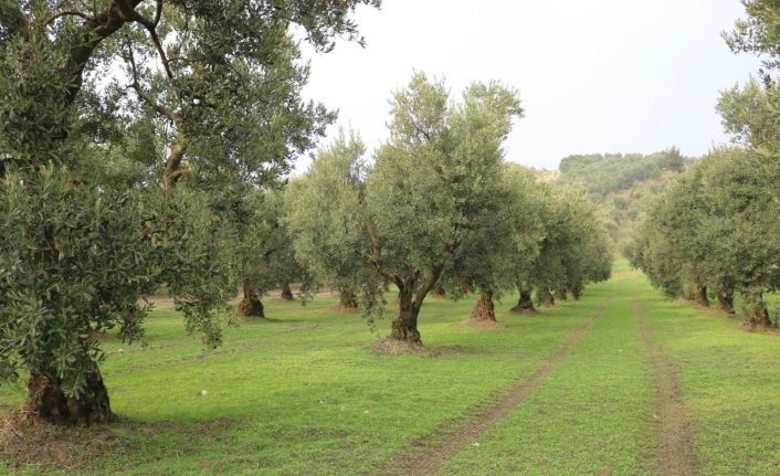 Dökme ve varil zeytinyağı ihracatına fon kesintisi