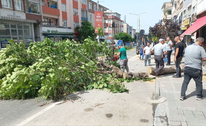 Edirne’de taksinin üstüne devrilen ağaç 2 saat boyunca trafiği kapattı