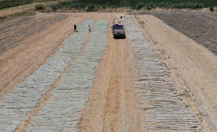 ’El Nino’ sıcağında zorlu tütün kurutma mesaisi