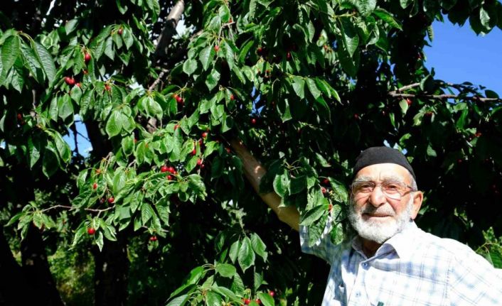 Erzincan’da daha önce görülmemiş kiraz rekoltesi