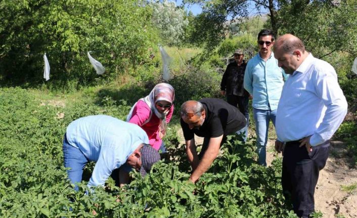 Erzincan’da patates üretimi devlet eliyle yaygınlaşıyor