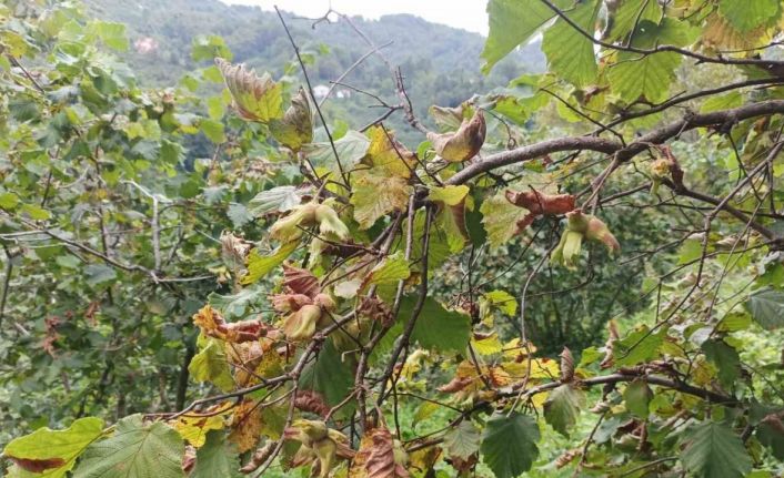 Fındık üreticisine hasat uyarısı