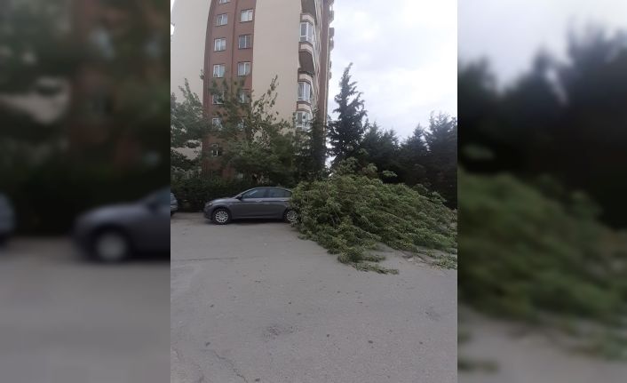 Fırtınada devrilen ağaç otomobilin üzerine düştü