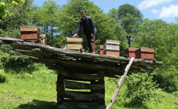 Giresun’da yüzyıllık arı çardakları tescillendi