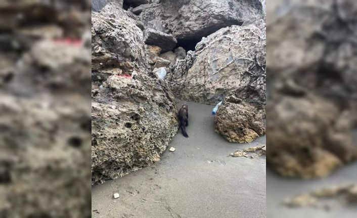 Hatay’da sahildeki sansar görenleri hayrete düşürdü