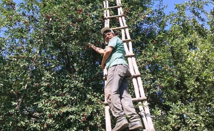 Hisarcık’ta vişnenin kilo fiyatı 8 TL