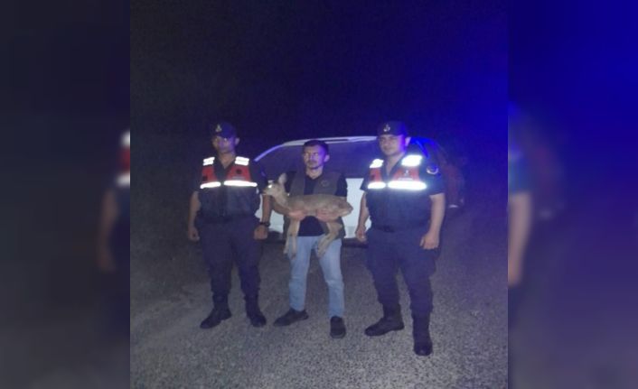 Jandarmanın bulduğu yaralı ceylan tedavi altına alındı