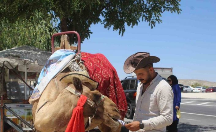 Kapadokya’da sıcaktan bunalan develer dondurma ile serinliyor