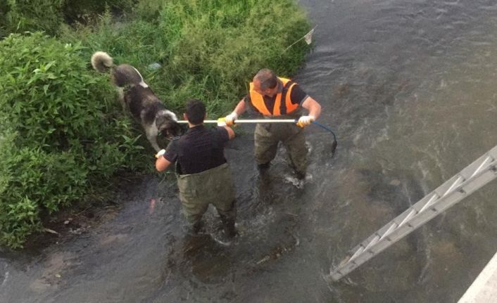 Kars’ta çaya düşen köpek kurtarıldı