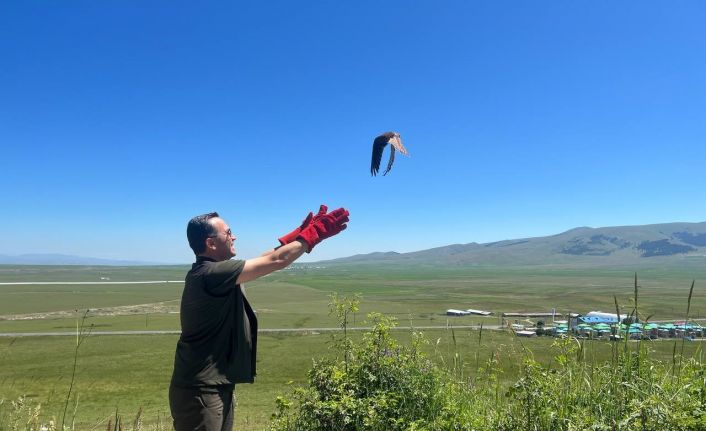 Kars’ta tedavileri tamamlanan kerkenezler doğaya bırakıldı