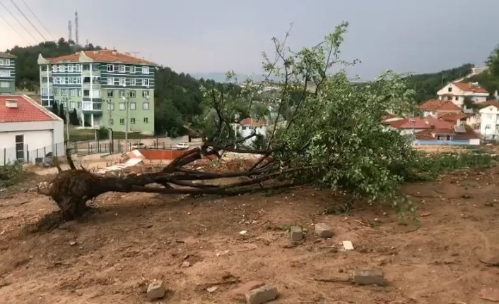 Kastamonu’da şiddetli rüzgar ağacı kökünden söktü