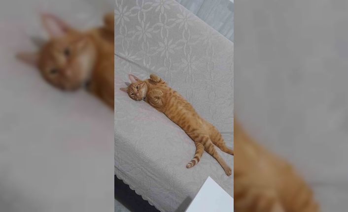Kayıp kedisini bulana para ödülü verecek