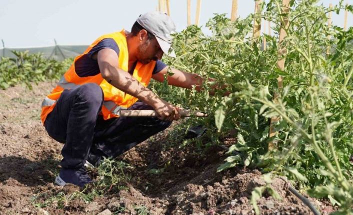 Keçiören Belediyesi’nin bostanlarında hasat başladı