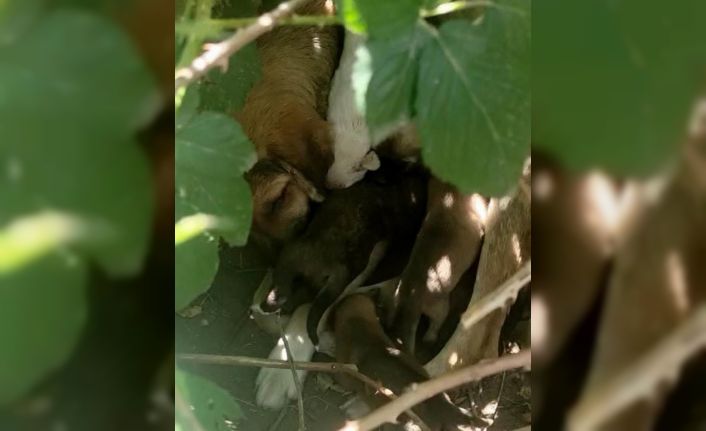 Kırklareli’nde anneleri kazada ölen yavru köpekler barınağa teslim edildi