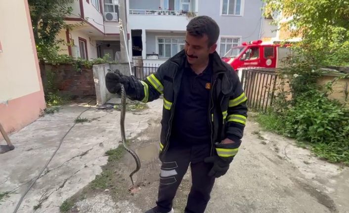 Korkutan yılan yakalanıp doğaya bırakıldı
