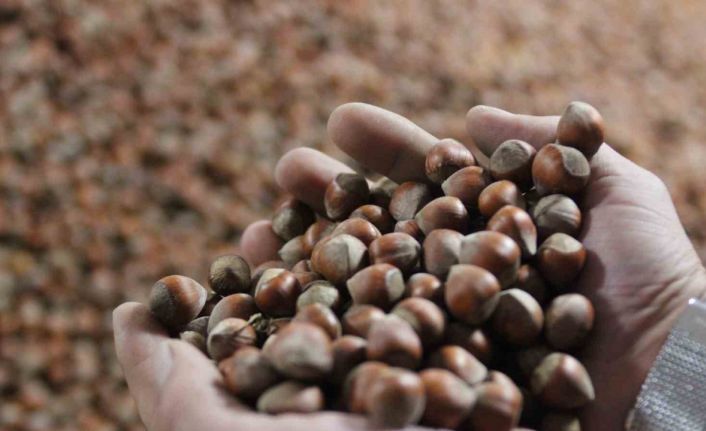 Kurban Bayramı sonrası fındık fiyatı yükselişe geçti