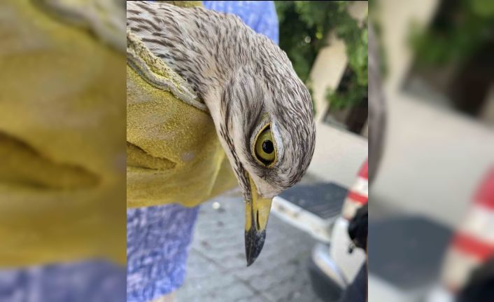 Manisa’da yaralı bayağı kocagöz kuşu tedavi altına alındı