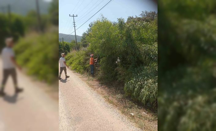 Marmaris’te yangına karşı ağaçlar budanıyor
