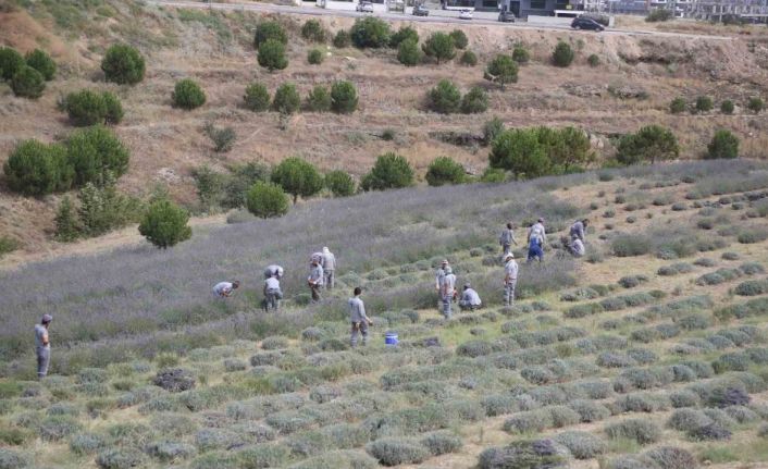 Merkezefendi’de lavanta hasadı başladı