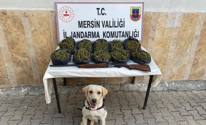 Mersin’de operasyon: 24 kilo skunk ele geçirildi