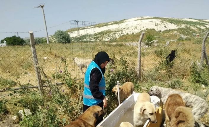 Müftülük personelleri sıcak havada sokak hayvanlarını unutmadı