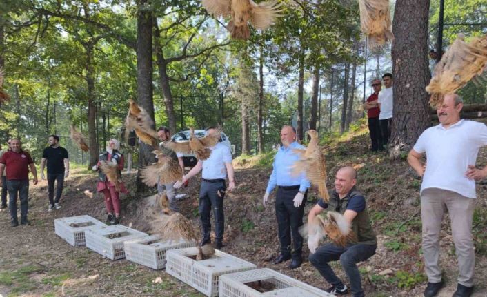 Ordu’da bin adet ’kene avcısı’ sülün doğaya salındı